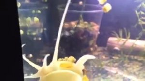 Улитки ампулярии. Размножение в моем отдельном аквариуме. 30.08.19