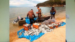 Запрет на вылов омуля на Байкале