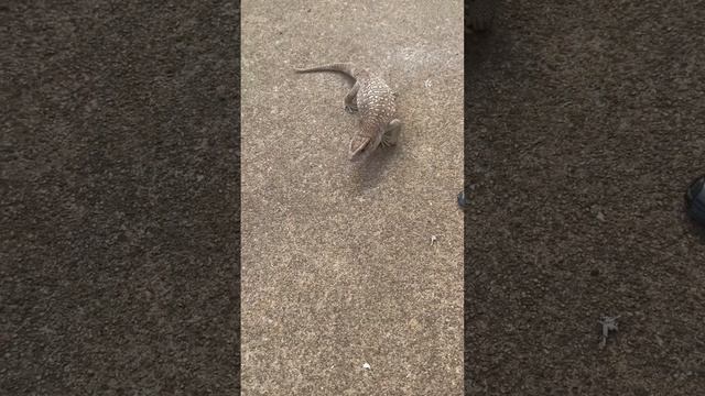 Savanah monitor 8 months смотреть онлайн