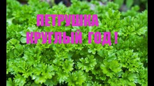 КАК СОХРАНИТЬ  ПЕТРУШКУ И ДРУГИЕ ЛИСТОВЫЕ ОВОЩИ  ДОЛГО .ПЕТРУШКА КРУГЛЫЙ ГОД