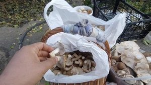 Море грибов в Херсонской области, рядовка тополевая.