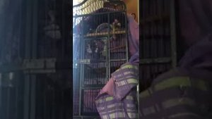 Попугай поёт ляляля и смешно разговаривает