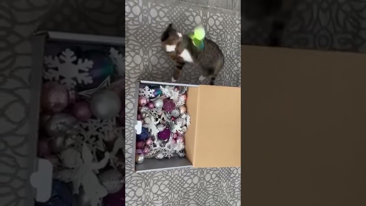 ПОПУГАЙ ДОСТАЛ КОШКУ смотреть онлайн