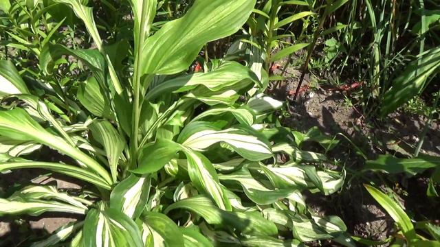 Знакомьтесь -хоста . смотреть онлайн