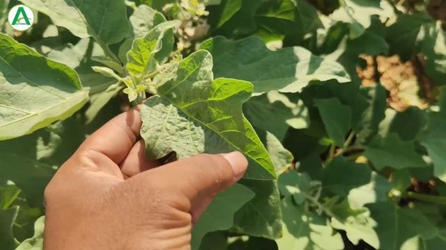 Simodis Insecticide Ka Live Result देखकर होश उड़ जाएगा || Syngenta Simodis New Product ?