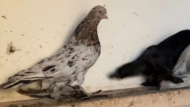 Бойные Голуби ? В Гостях у Гии Гагуа! Новая Голубятня- Обзор (Гоняем Голубей) #tbilisi #голуби