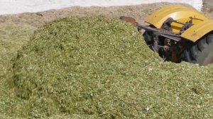 Кореновск. В районе заготавливают кукурузу на силос.