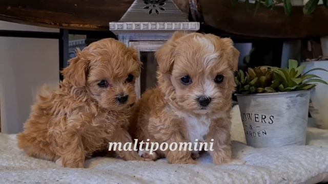 www.maltipoomini.ru  два очаровательных мини мальтипу- Шарлиз и Шерлок