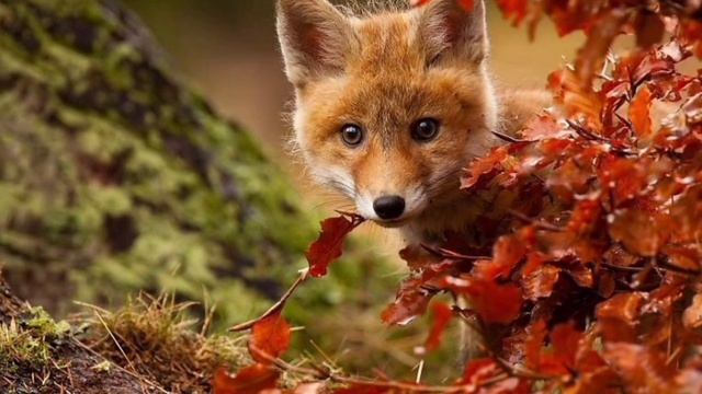 Красивая музыка осени. Ennio Morricone смотреть онлайн