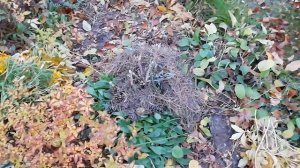 Нужно ли укрывать буддлею на зиму?