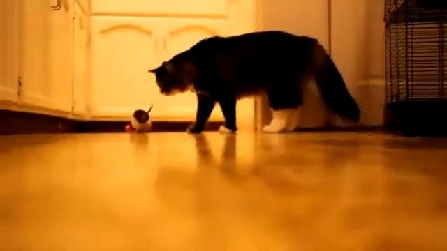 Мышь как собака Кормушка Уникальное Фото Видео Приколы Гифки смотреть онлайн