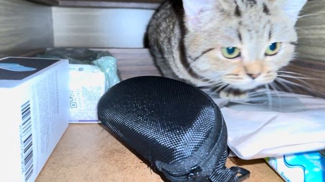 Котенок в ящике стола смотреть онлайн