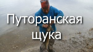 Путоранская щука