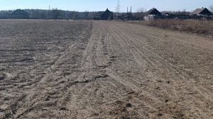 Как избавиться от проволочника на картофельном поле без химии