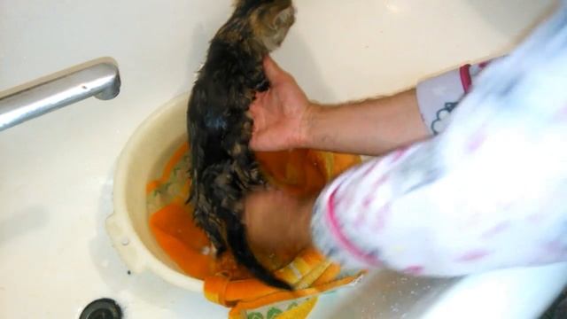 ПЕРВАЯ попытка ПОМЫТЬ котёнка смотреть онлайн