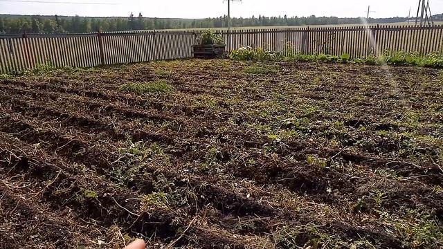 Подготовка огорода под копку картофеля . смотреть онлайн