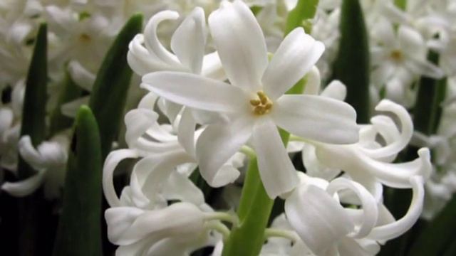 David Wahler - Hyacinthus смотреть онлайн