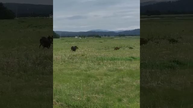 Лось гоняет медведя смотреть онлайн