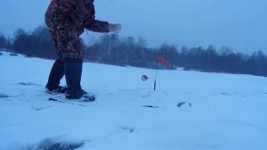 Река Якоть, Дмитровский р-н щука 3,1 кг. 9 12 18