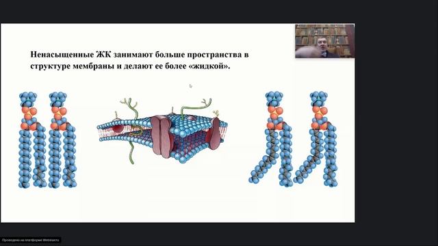 Часть 1. Омега-3 индекс в крови: основы, история, физиологические обоснование. Юрасов В.В.