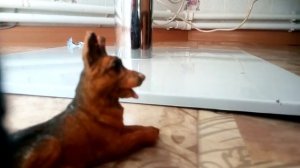 Как сделать намордник для собаки шляйх ( и других фирм тоже))))))))