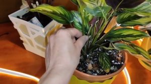 обзор Калатей