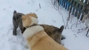 Бой СОБАКИ АЛАБАЙ СО ЗВУКОМ