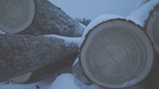 Размеры бревен лиственницы и кедра. Тонкомер. Отборные бревна лиственницы. Строевой лес. смотреть онлайн