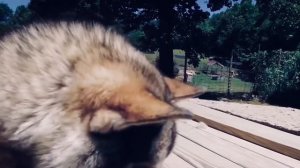 Удивительная история дружбы человека с волком ! Это невероятно человек заслужил его доверие и не зр