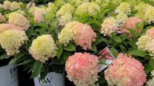 Hydrangea Fire Light Tidbit® (Panicle Hydrangea) // Gorgeous, Hardy & Petite, Easy to Grow Shrub