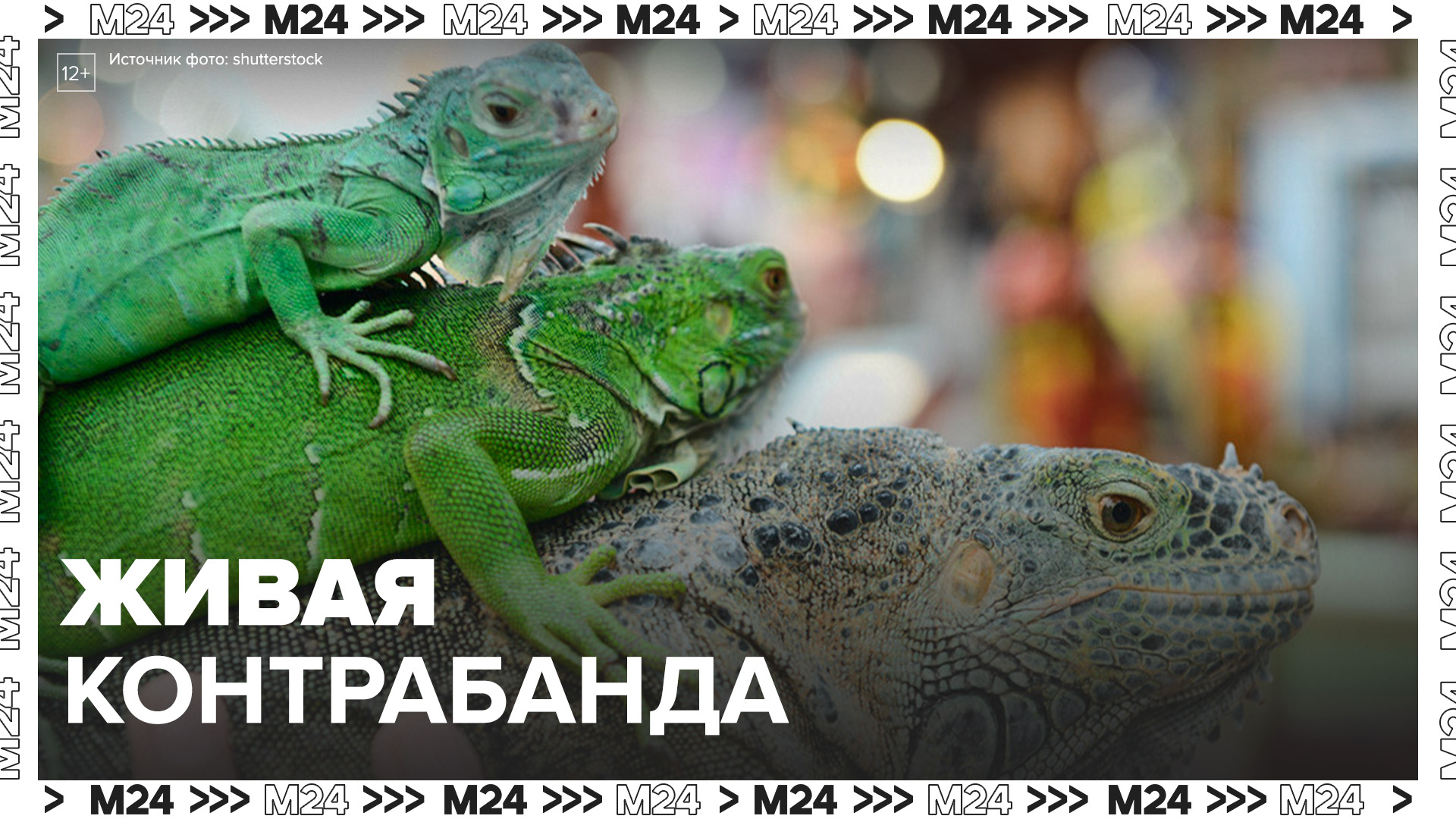 "Актуальный репортаж": мужчина незаконно привез в Москву 350 экзотических животных - Москва 24