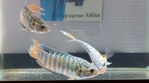 макроподы