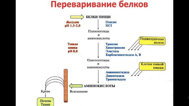 Нагиев Э.Р. Лекции по биохимии: Обмен Белков 1 смотреть онлайн