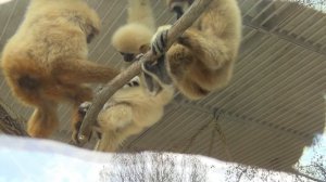 Зоопарк Вена Обезьяны 2013 HD, Zoo in Vienna Monkeys