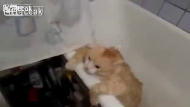 Fat Russian Cat Trys to Escape from bath смотреть онлайн
