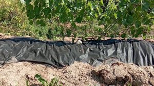 Виноград Фабел в Ленинградской области