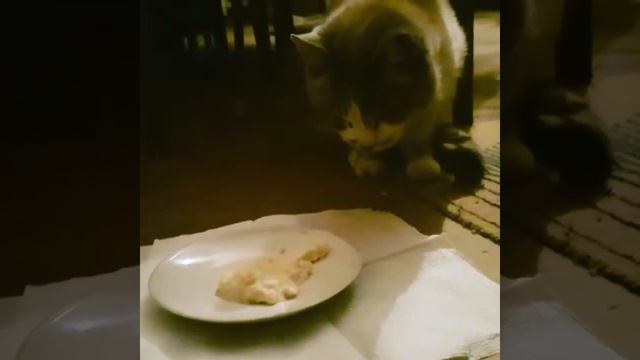 ТАЙНА РАСКРЫТА: Как кошки едят овсянку? смотреть онлайн