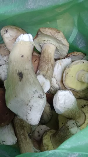 Море грибов! Ходи и косой коси ? грибы в октябре. Грибы 9 октября! Сбор грибов. Поиск грибов.