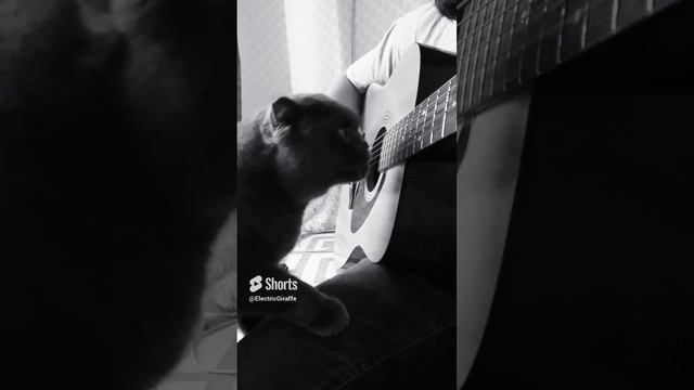 Кот увидел гитару впервые ) ??? #guitar #cat #shorts #гитара #музыка #юмор #кот