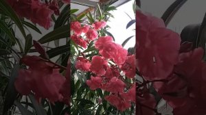 Продолжают цвести олеандры.... жаль что не могу передать запах цветов.... ?