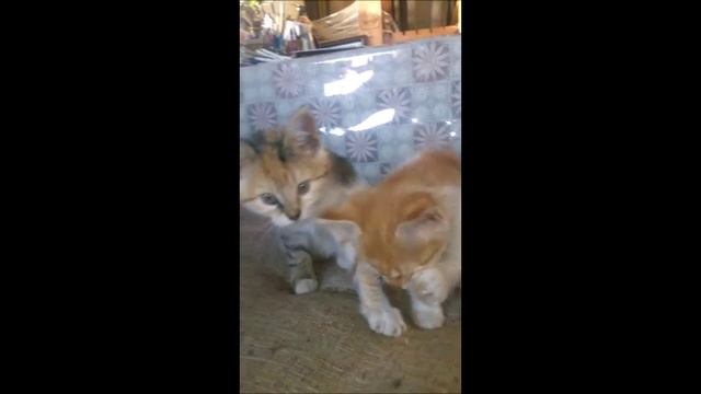 Котята 2023