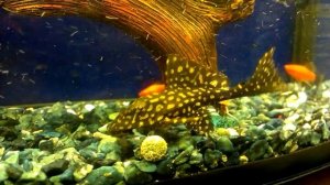 Анцитрус  в аквариуме