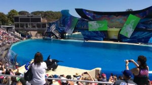 Killer Whale Show