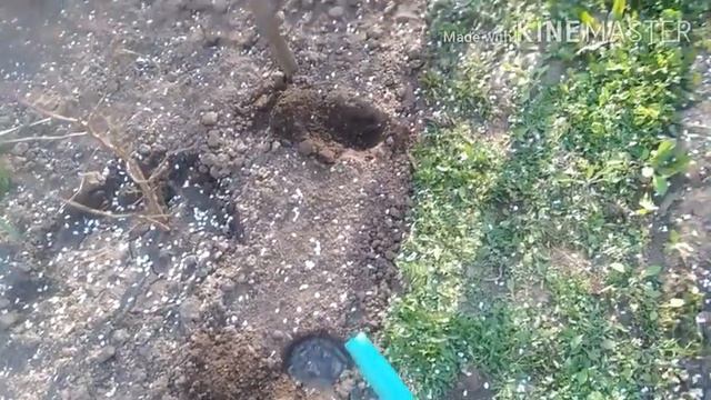 Як саджати ГЛАДІОЛУС правильно Детальна інструкція цветы Мій сад