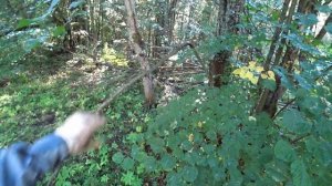 НОВЫЙ РЕКОРД! ЗДЕСЬ ТОННЫ МЕТАЛЛА! НАХОДКИ НА КАЖДОМ ШАГУ. ВОЛШЕБНЫЙ  ЛЕС. коп металлолома