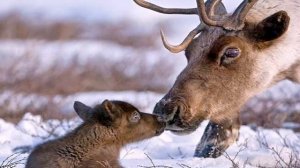 СЕВЕРНЫЙ ОЛЕНЬ КАРИБУ