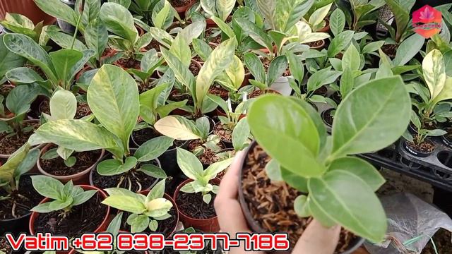 Anthurium jemani Koptik andromeda hokeri suwita, obor, superboom, tornado, cobra, aligator, cut kek