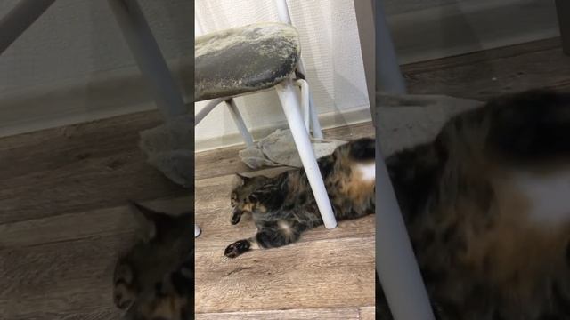 Проверка бобровой струи на качество. смотреть онлайн