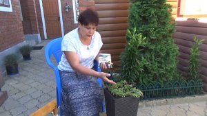 Тля на петунии Чем опрыскать и чем подкормить петунию