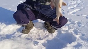 Как же достала эта рыба, клюёт не та рыба которого мы ждём, а где же лещи.